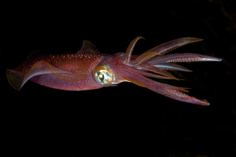 Octopoteuthis deletron