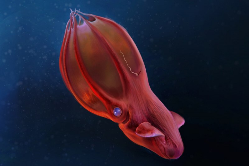 Тихоокеанский кальмар (todarodes pacificus)