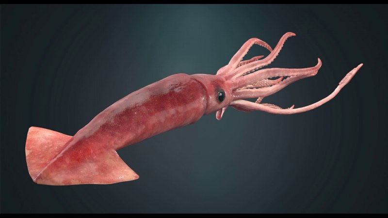 Адский вампир (Vampyroteuthis infernalis)