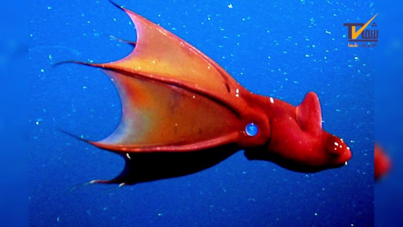 Giant Squid Toy кукла