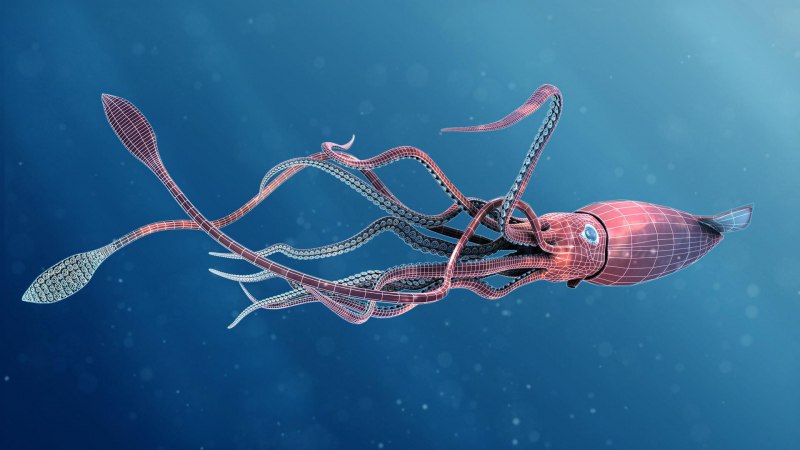 Адский вампир (Vampyroteuthis infernalis)