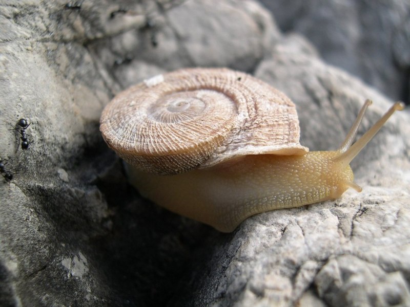 Улитка escargot