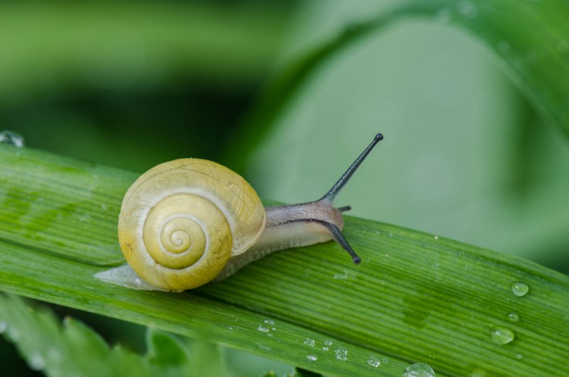 Улитка Priotrohatella stellata