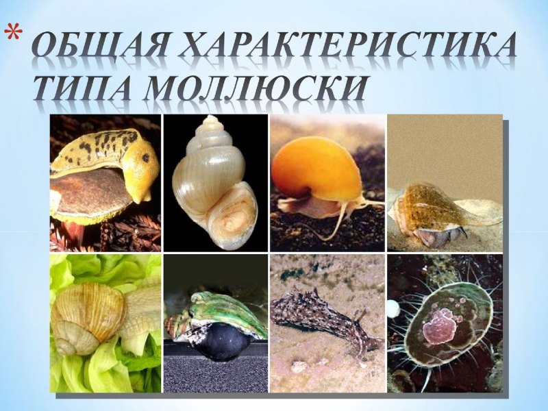 Мариса брюхоногие