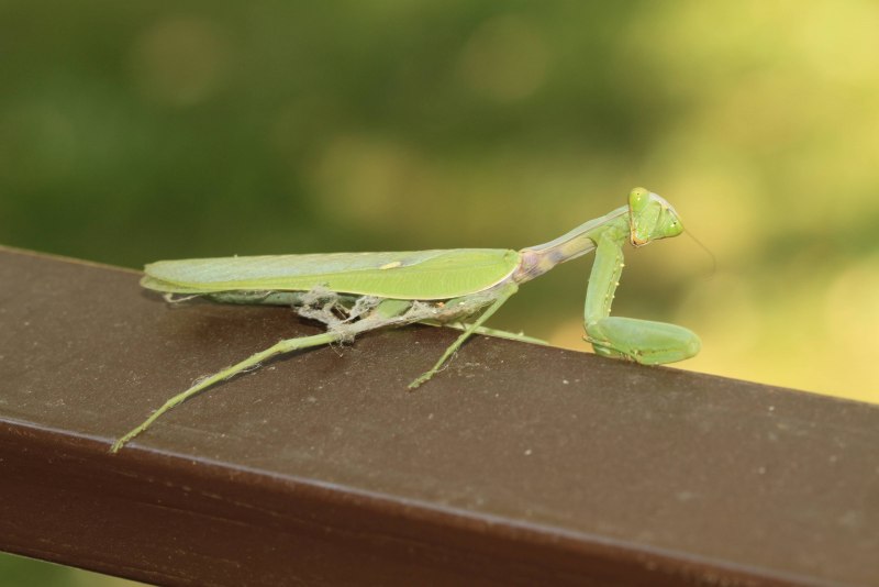 Hierodula tenuidentata