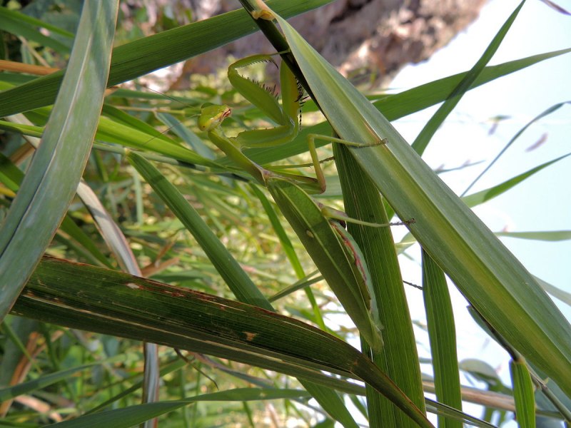 Rhombodera Megaera
