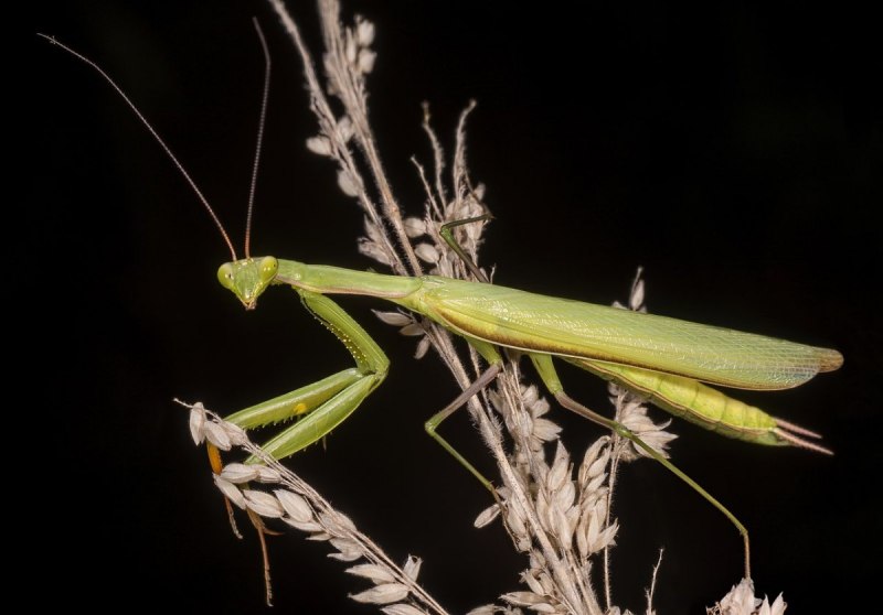 Hierodula SP. Vietnam богомол