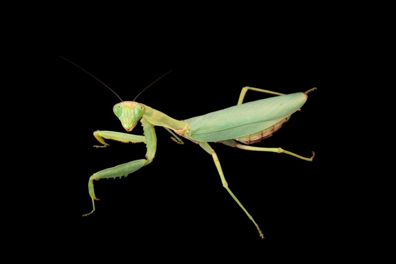 Земляной богомол (Geomantis Larvoides)