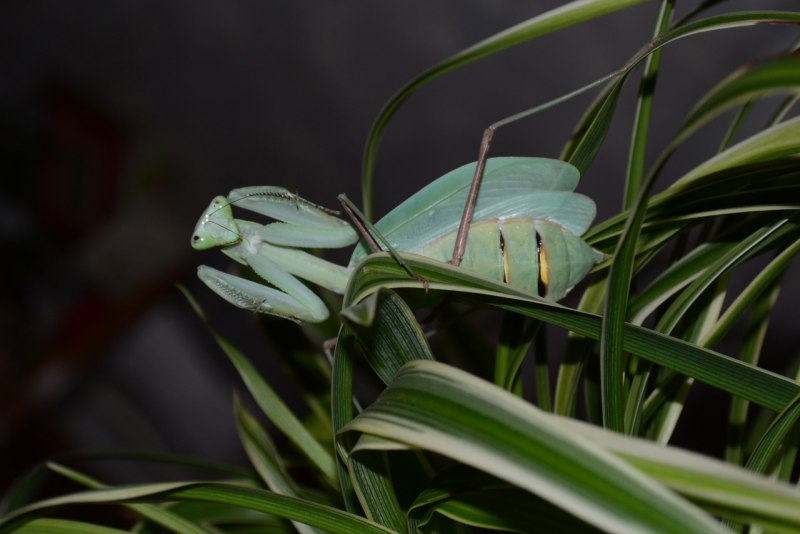 Орхидейный богомол (Hymenopus coronatus)