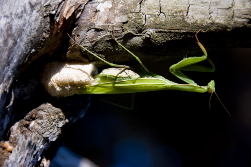 Богомол Hierodula tenuidentata