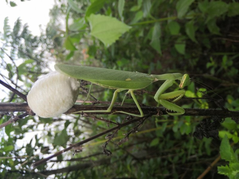 Sphodromantis viridis