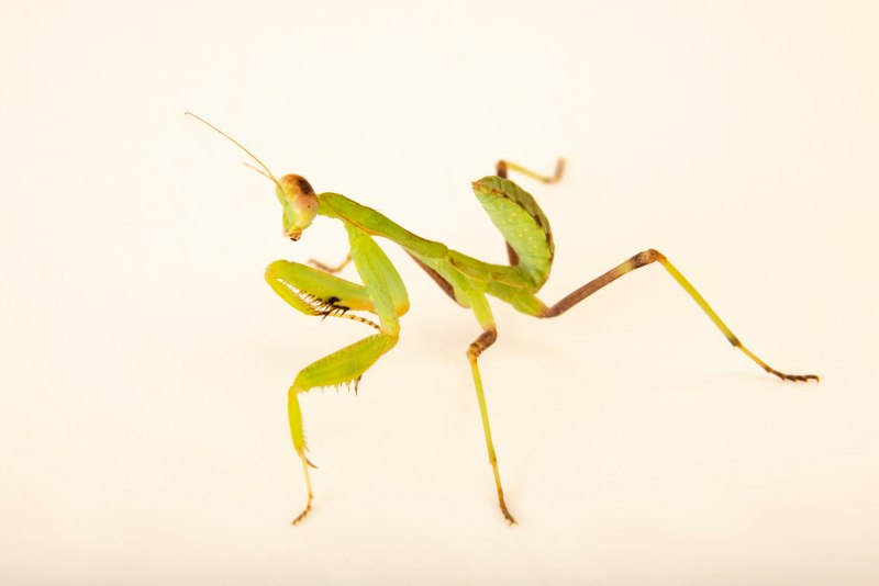 Rhombodera basalis