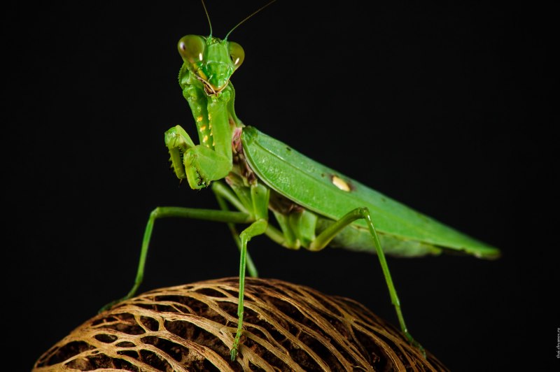 Богомол Mantis religiosa самка