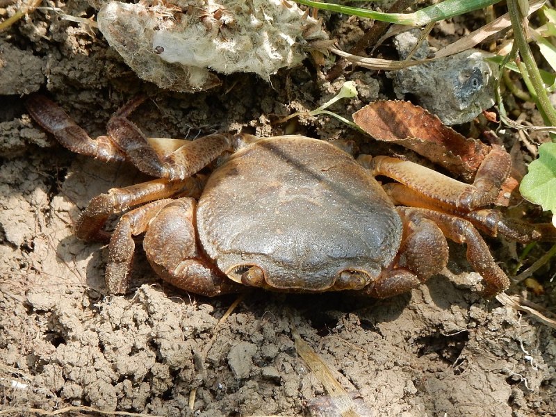 Eriocheir sinensis