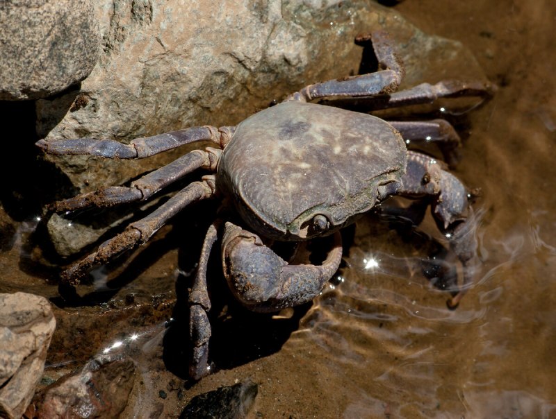 Potamon ibericum