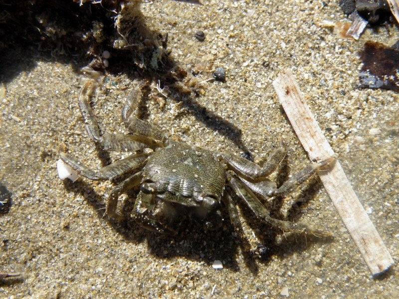 Морские животные краб