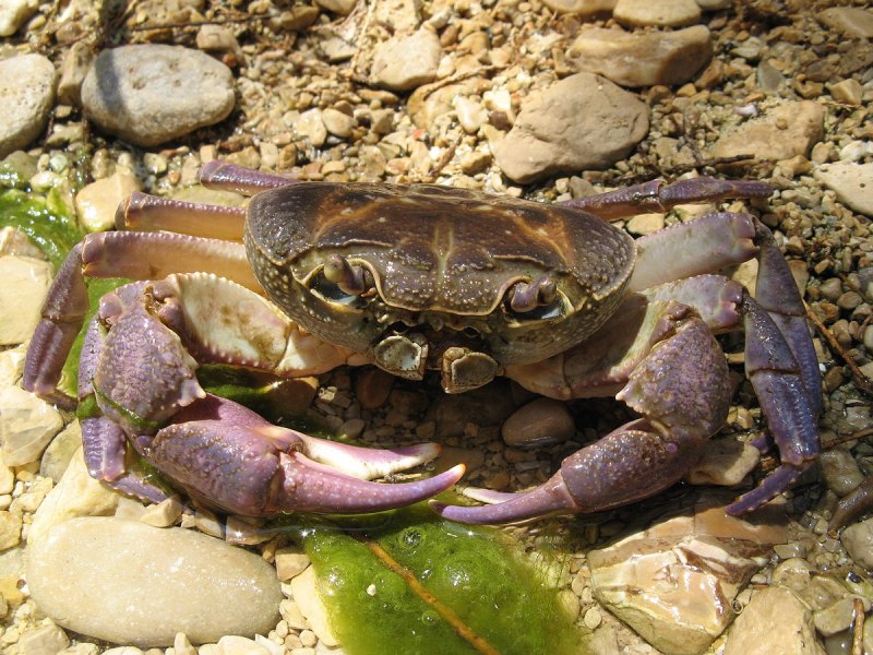Краб Potamon