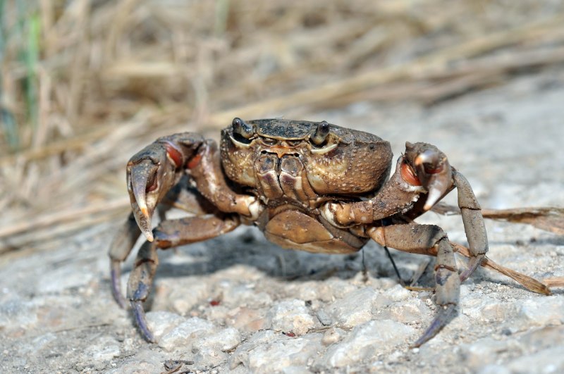 Пресноводный краб (Potamon potamios)