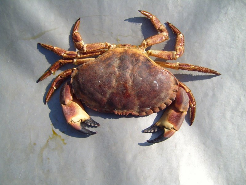 Морские Крабы отшельники