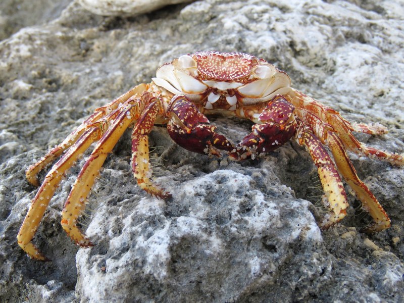 Краб маленький морской