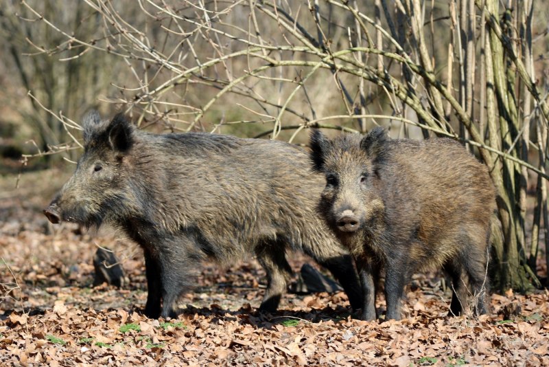 Кабан (sus scrofa)