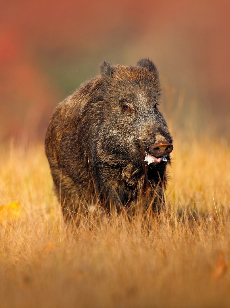 Кабан (sus scrofa)