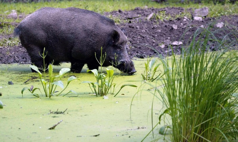 Sus scrofa Linnaeus