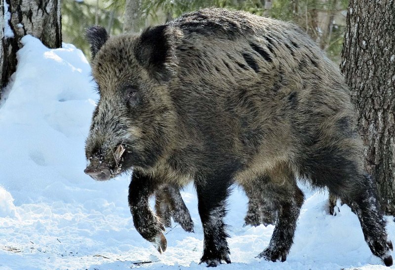 Sus scrofa scrofa