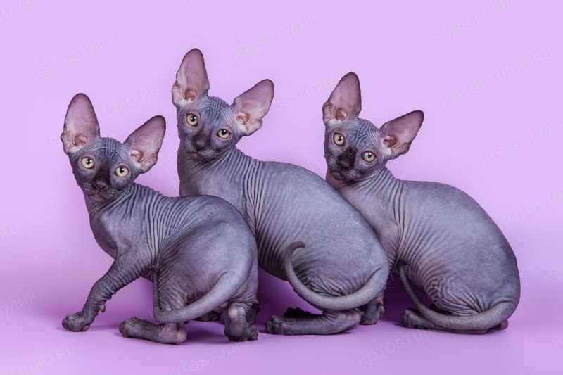 Котята лысые купить Воронеж