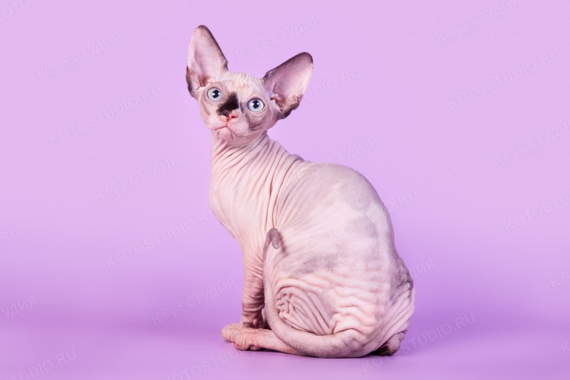 Чёрный сфинкс кошка