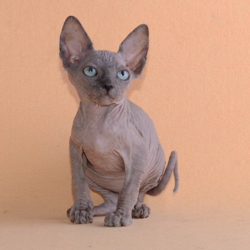 Сфинкс кошка белая