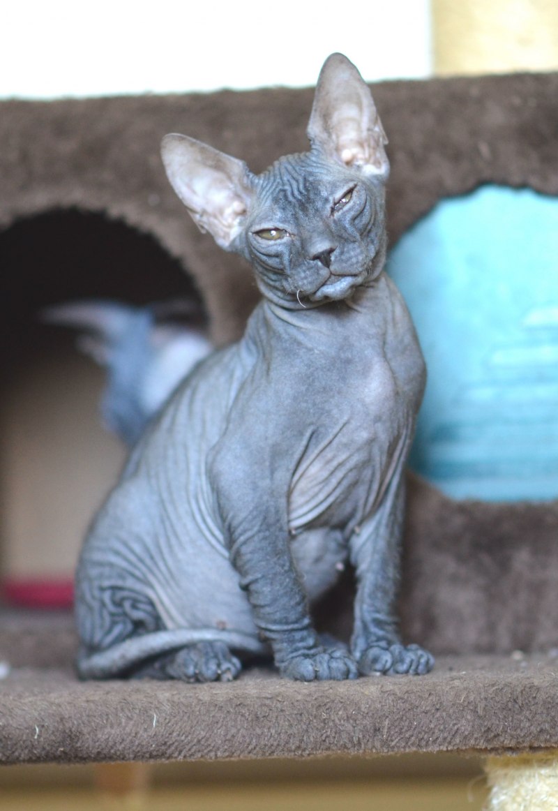 Кот сфинкс
