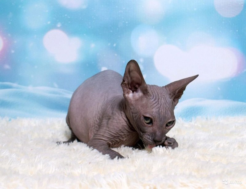 Кот сфинкс белый