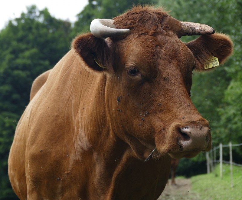 Brown Swiss Cattle