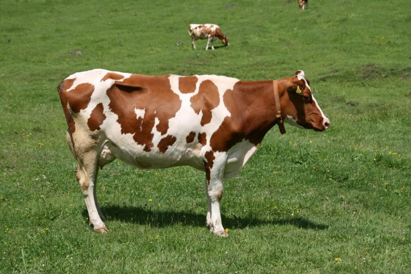 Рогатая корова