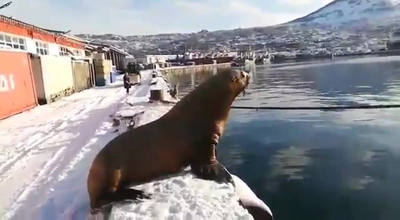 Сивуч секач