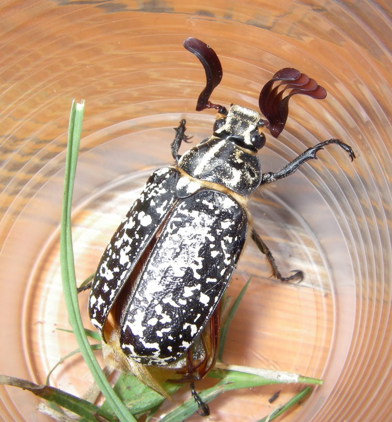 Хрущ мраморный – polyphylla fullo (Linnaeus, 1758)