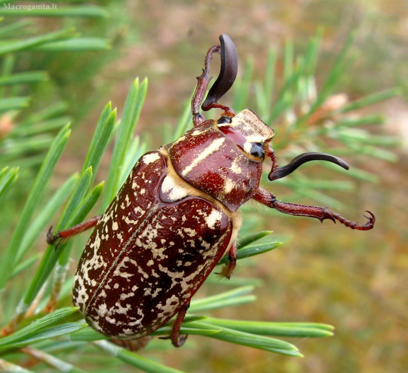 Жук кожеед Anthrenus