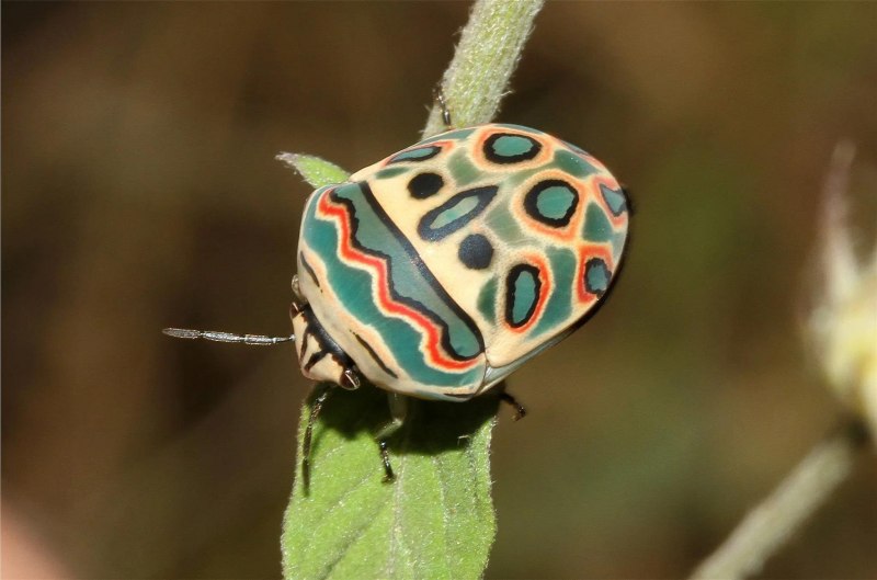 Мебельный Точильщик Anobium punctatum