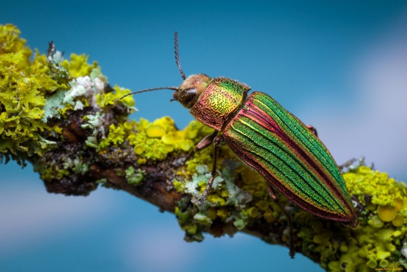 Мраморный хрущ polyphylla fullo
