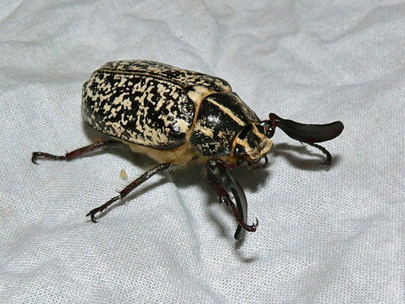 Златка Capnodis excisa Menetries