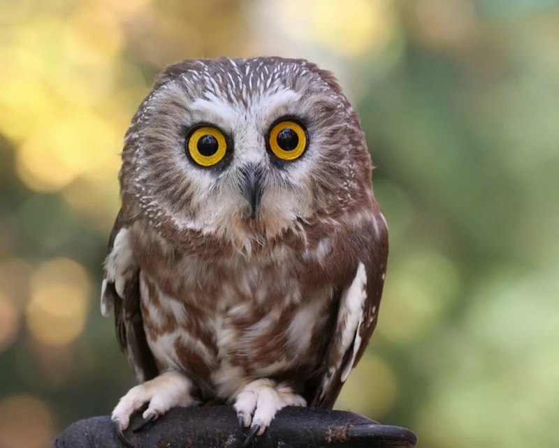 Отряд Совообразные Strigiformes