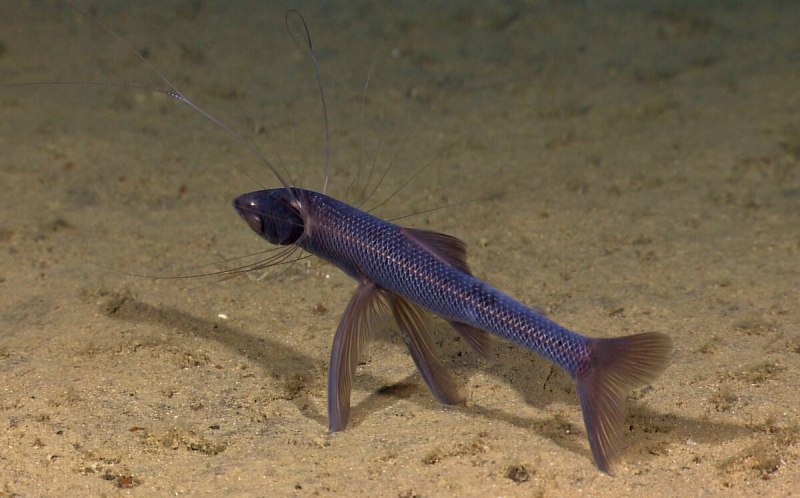 Рыба-тренога (Bathypterois grallator)