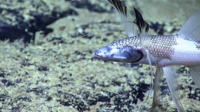 Bathypterois grallator