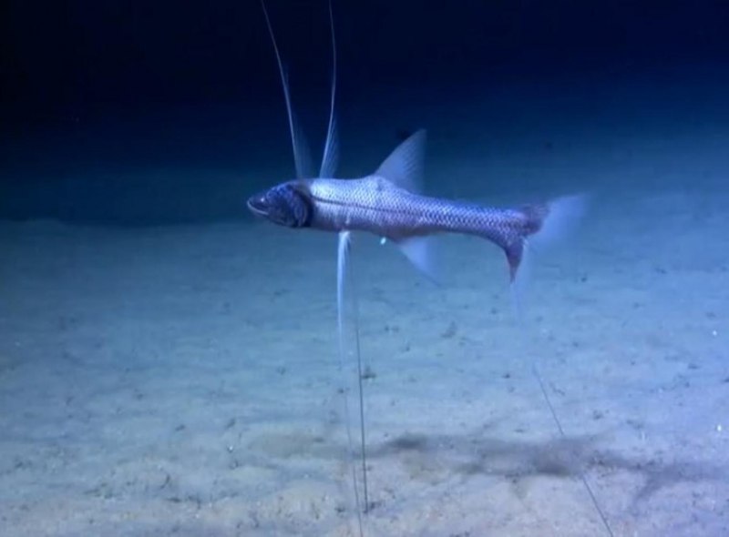 Bathypterois grallator