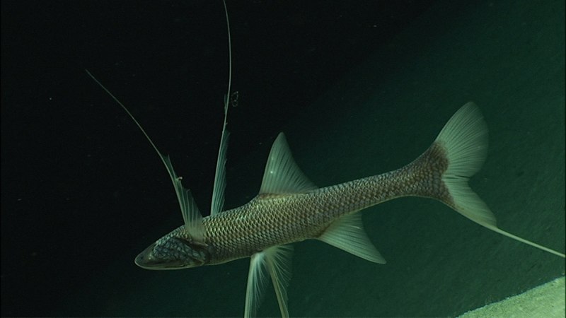 Bathypterois grallator