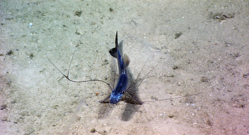 Рыба-тренога (Bathypterois grallator)