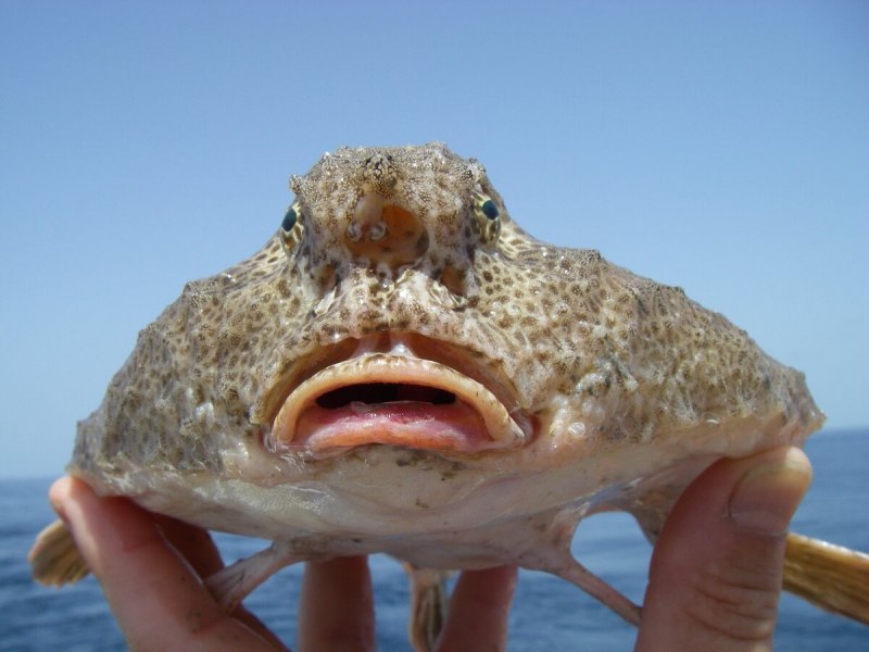Рыба игла черное море Сарган