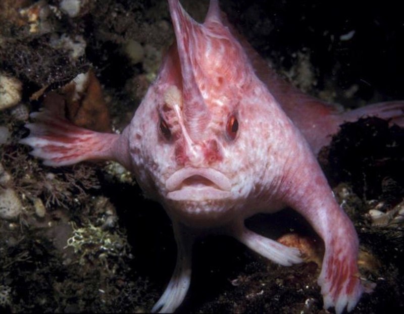 Cryptotora thamicola