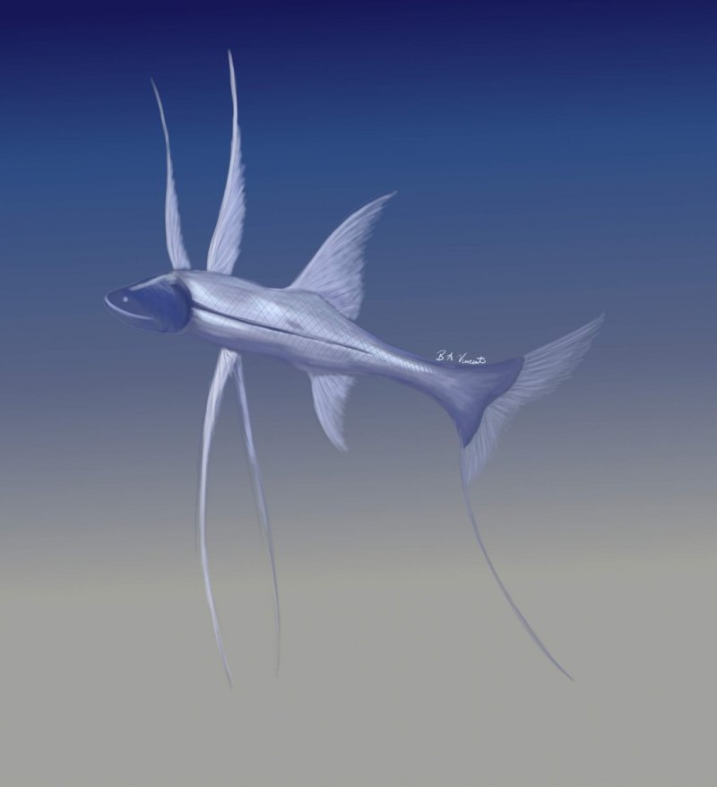 Рыба-тренога (Bathypterois grallator)